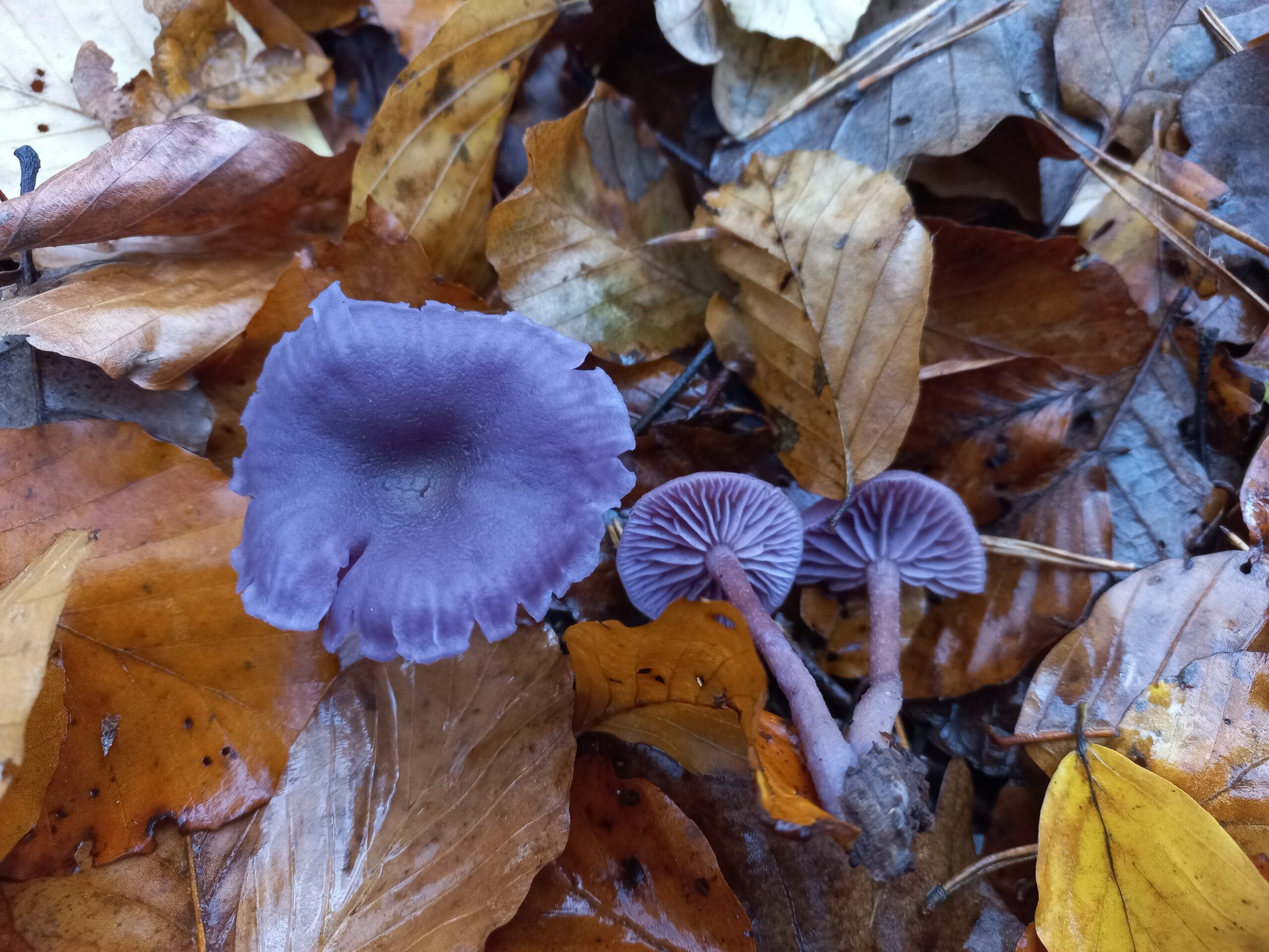 gombaismereti-tanfolyam-egerben-10