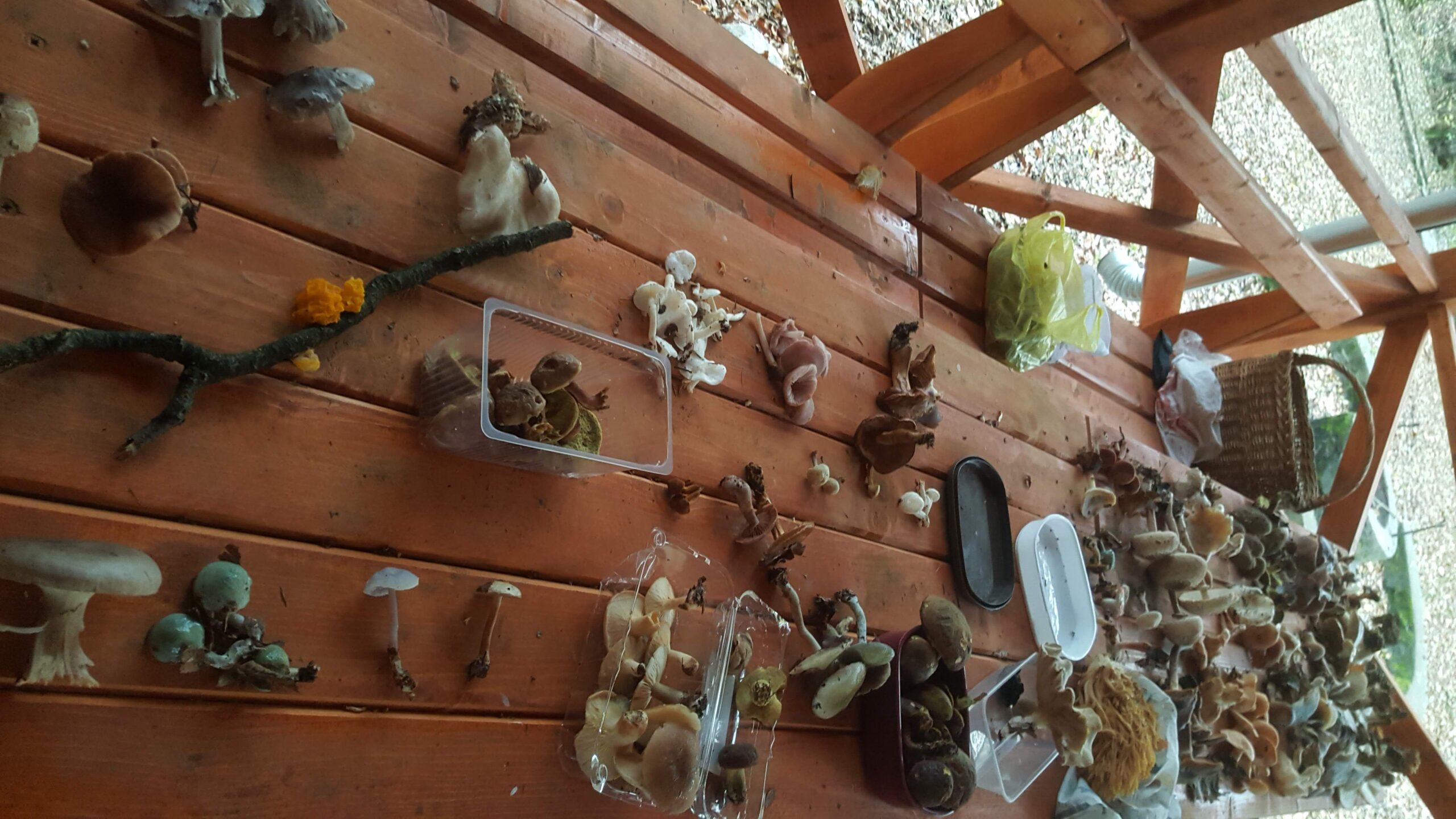 gombaismereti-tanfolyam-egerben-12