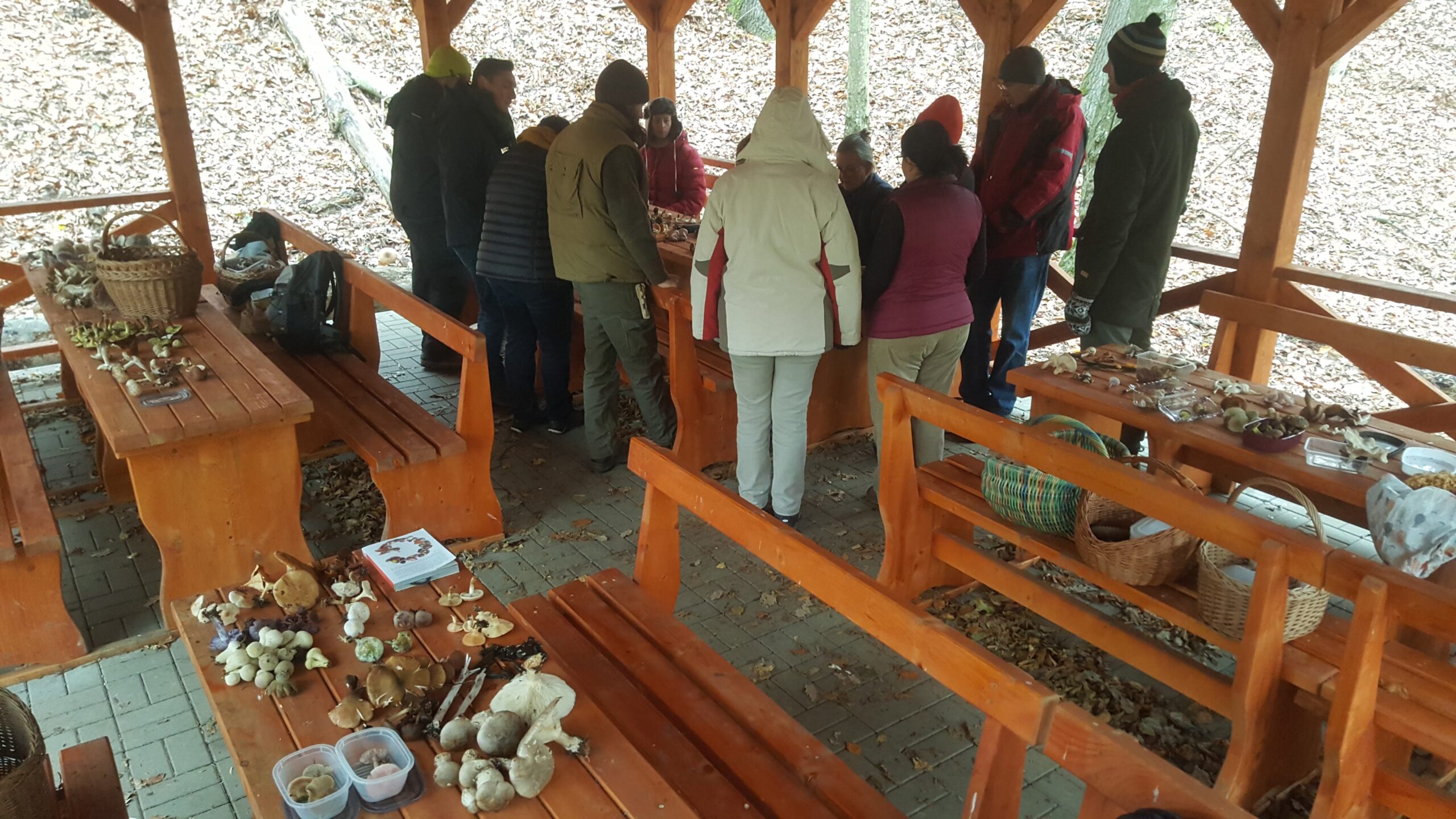 gombaismereti-tanfolyam-egerben-13