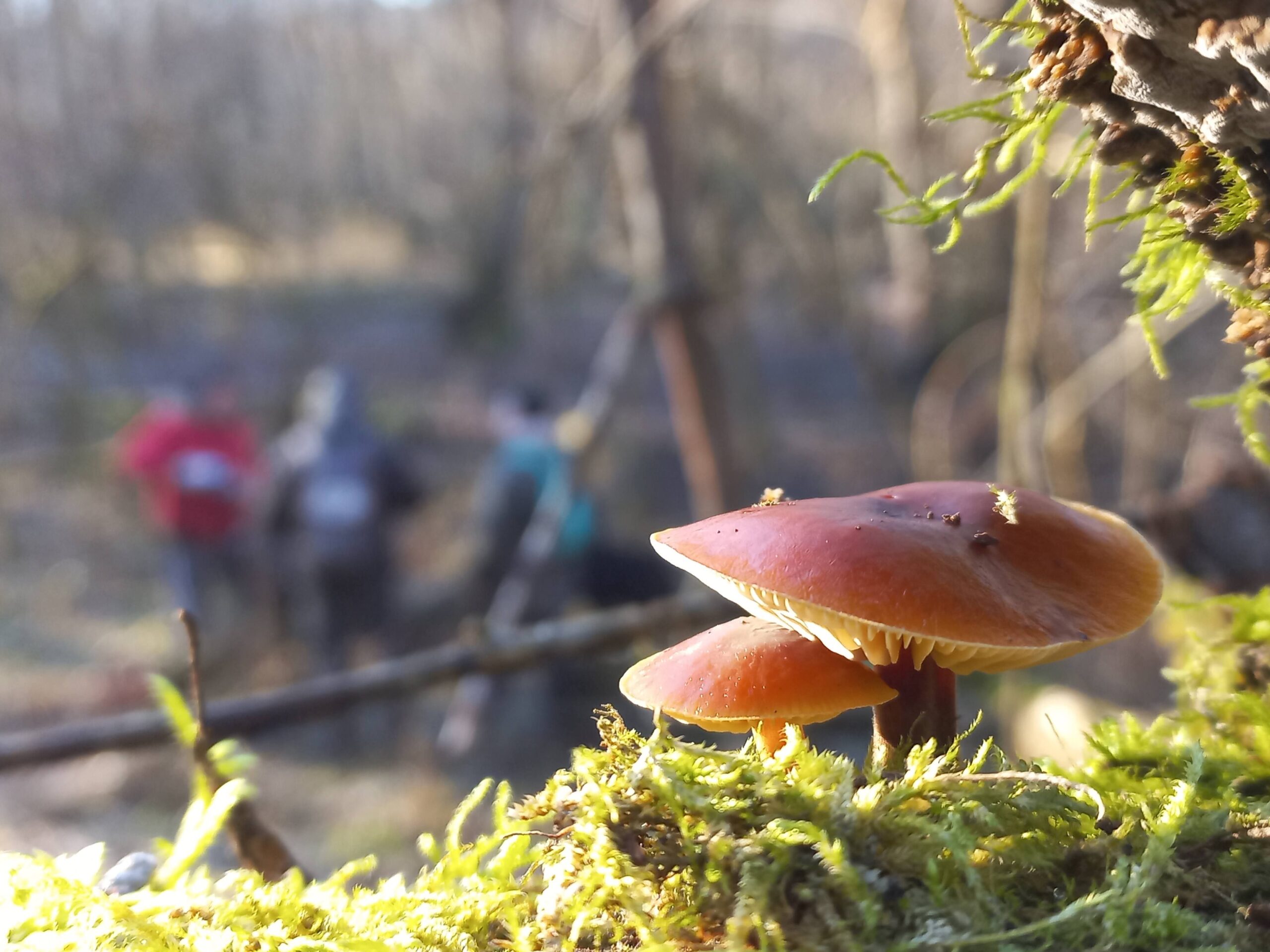 gombaismereti-tanfolyam-egerben-14