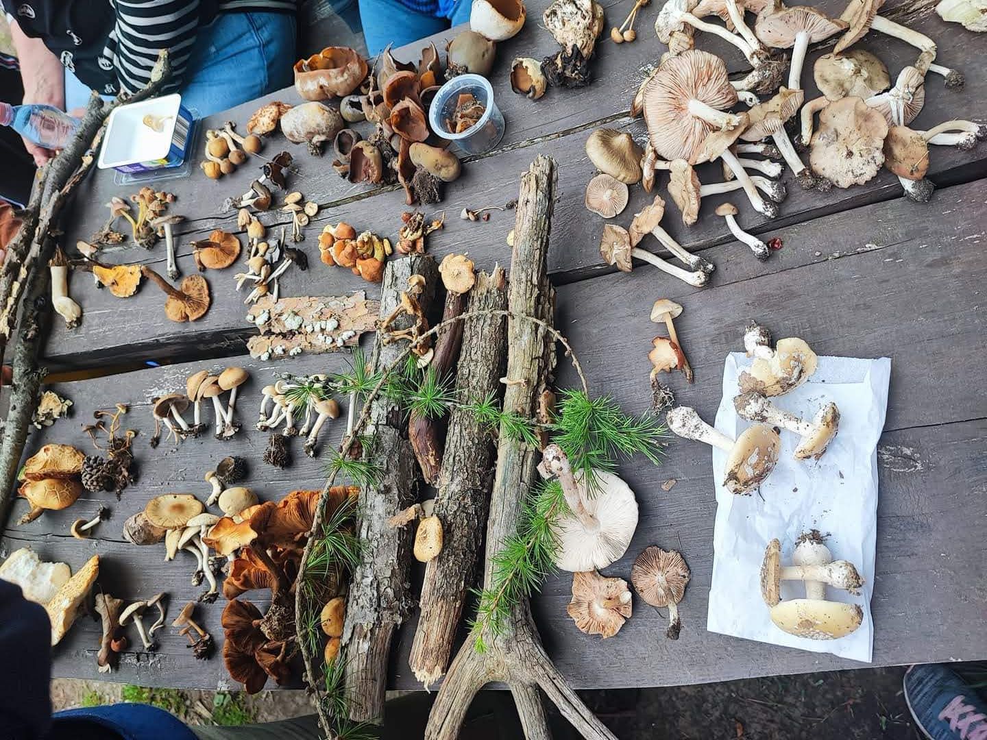 gombaismereti-tanfolyam-egerben-15