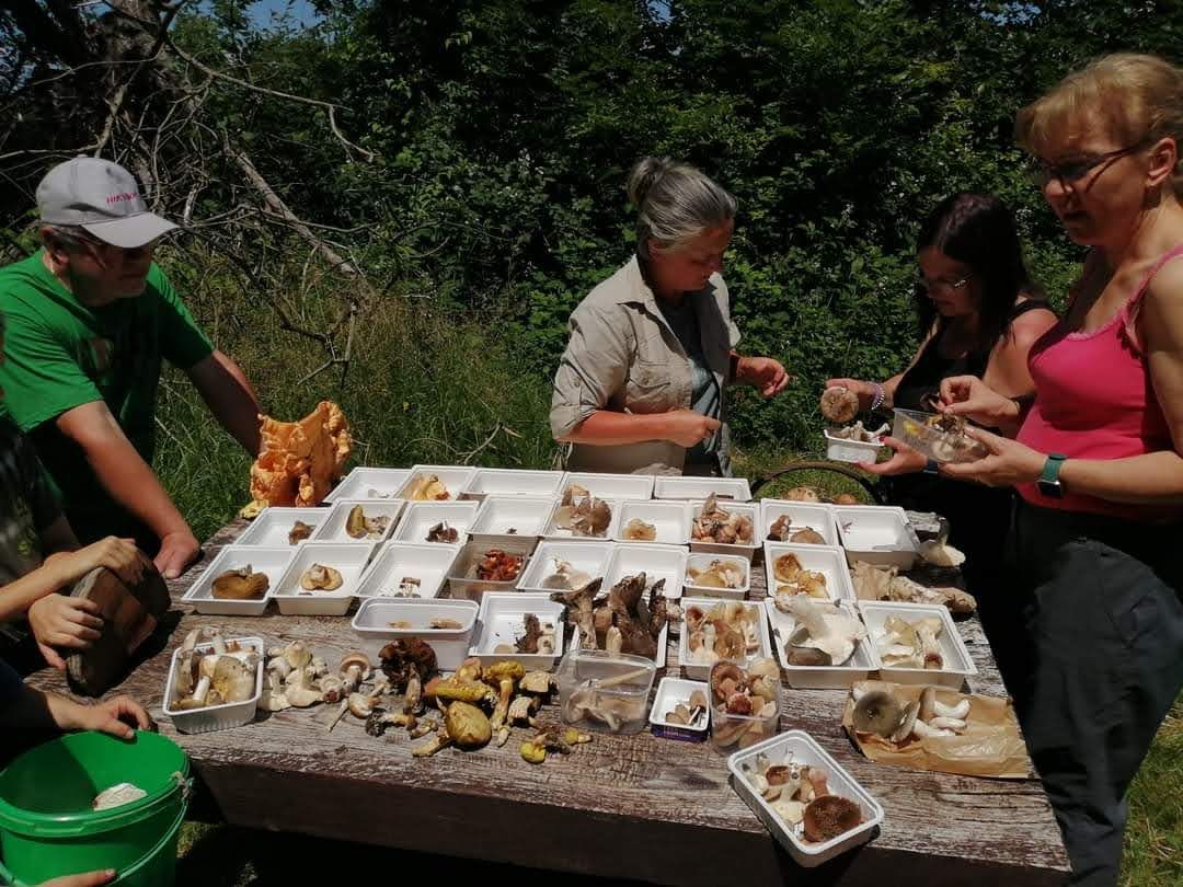 gombaismereti-tanfolyam-egerben-16