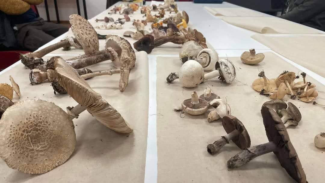 gombaismereti-tanfolyam-egerben-18