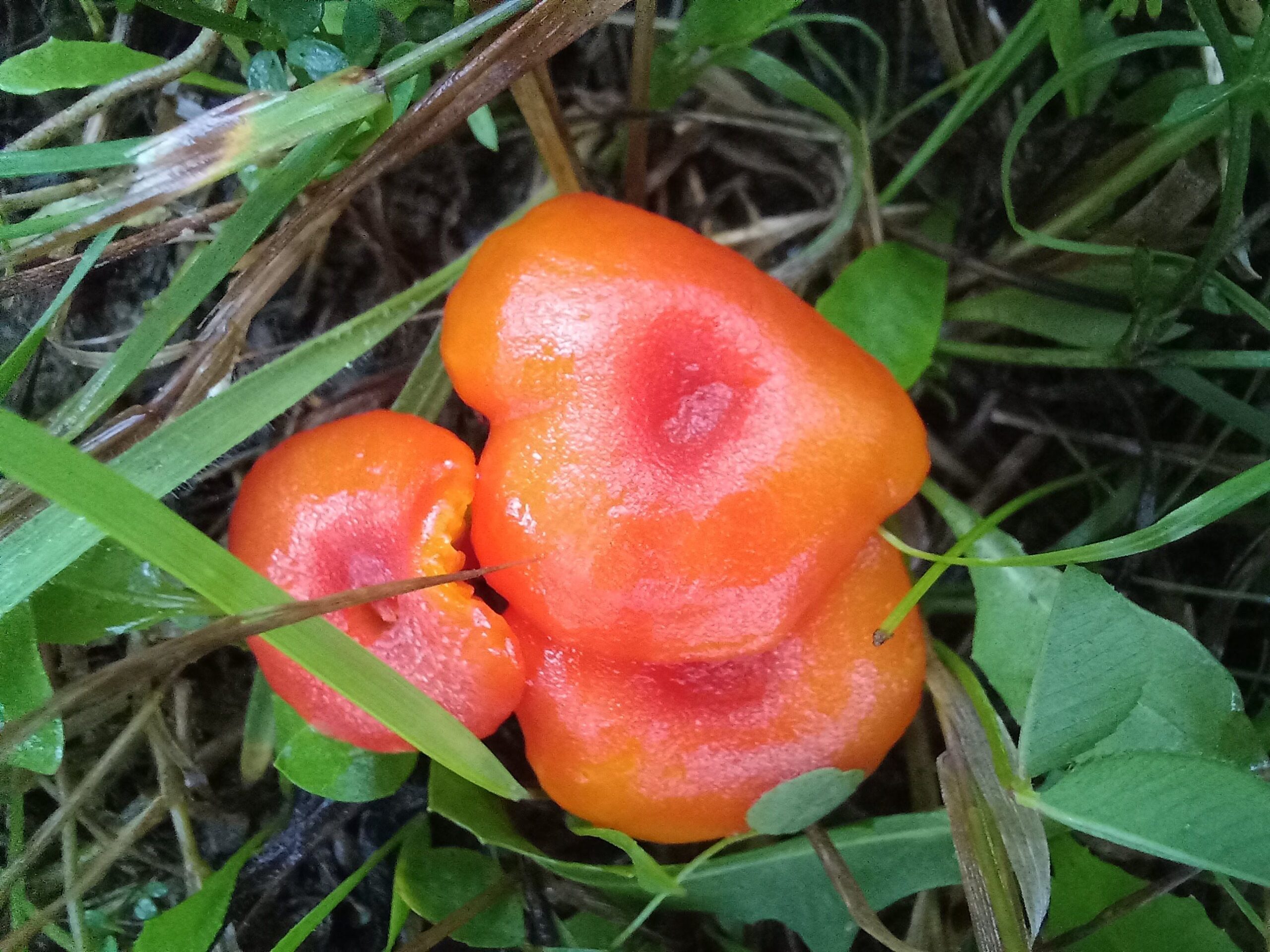 gombaismereti-tanfolyam-egerben-4