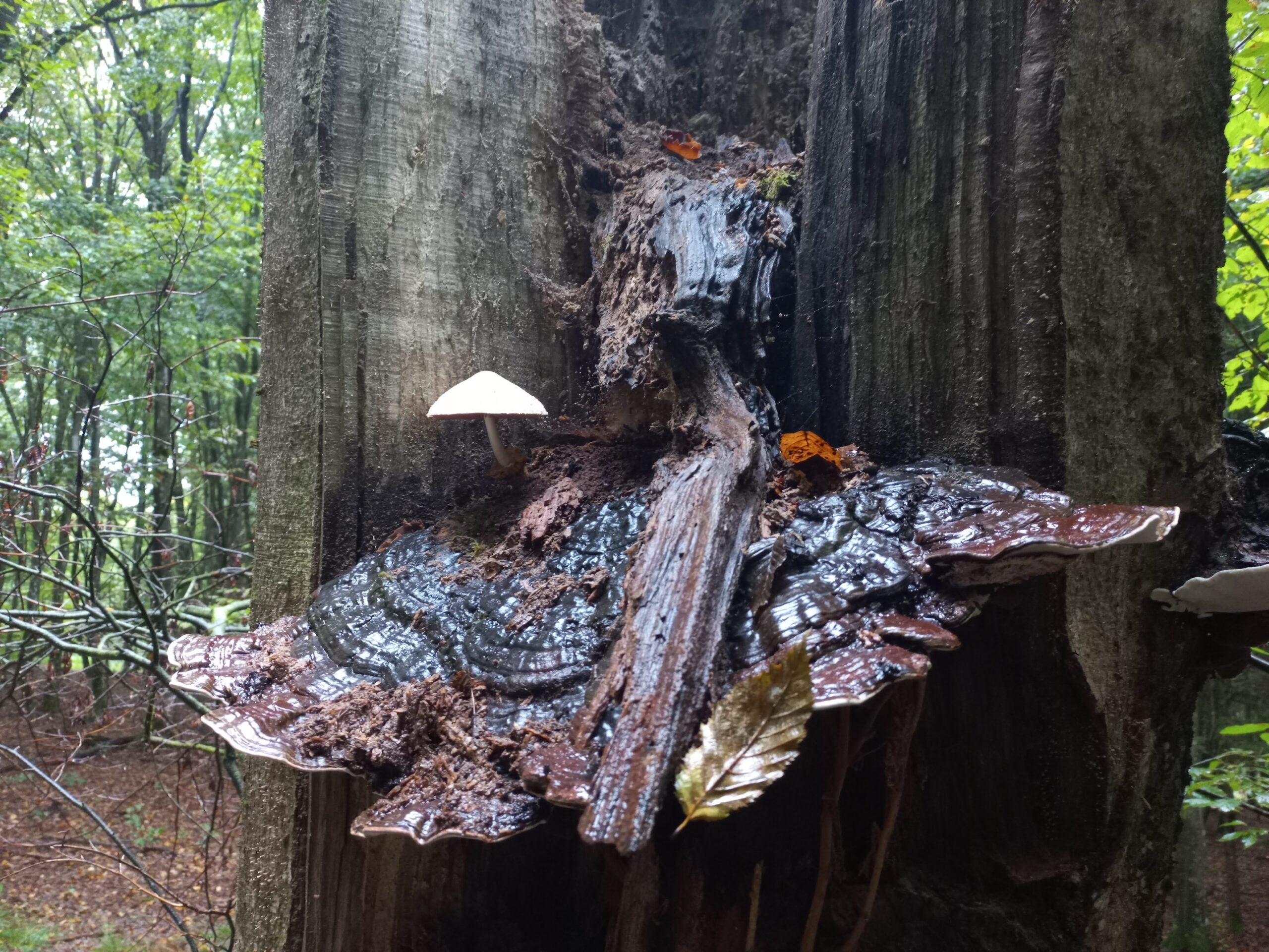 gombaismereti-tanfolyam-egerben-5