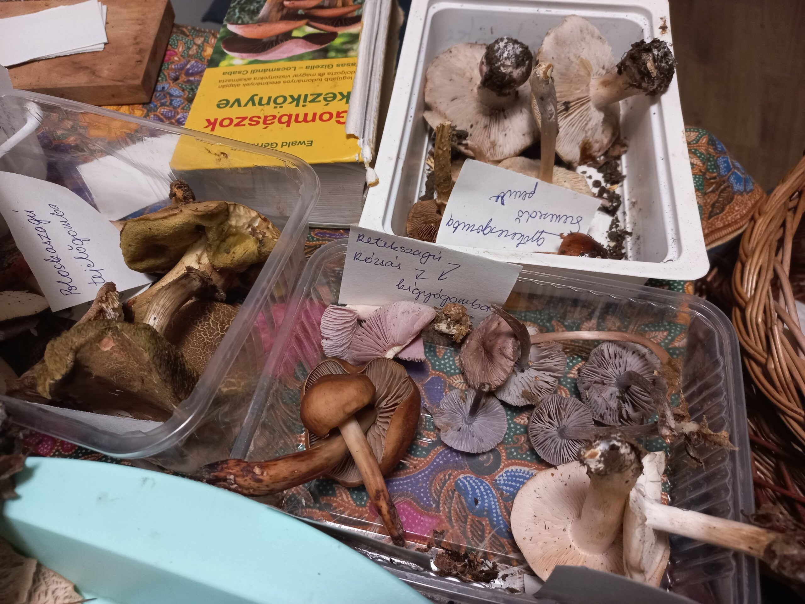 gombaismereti-tanfolyam-egerben-6