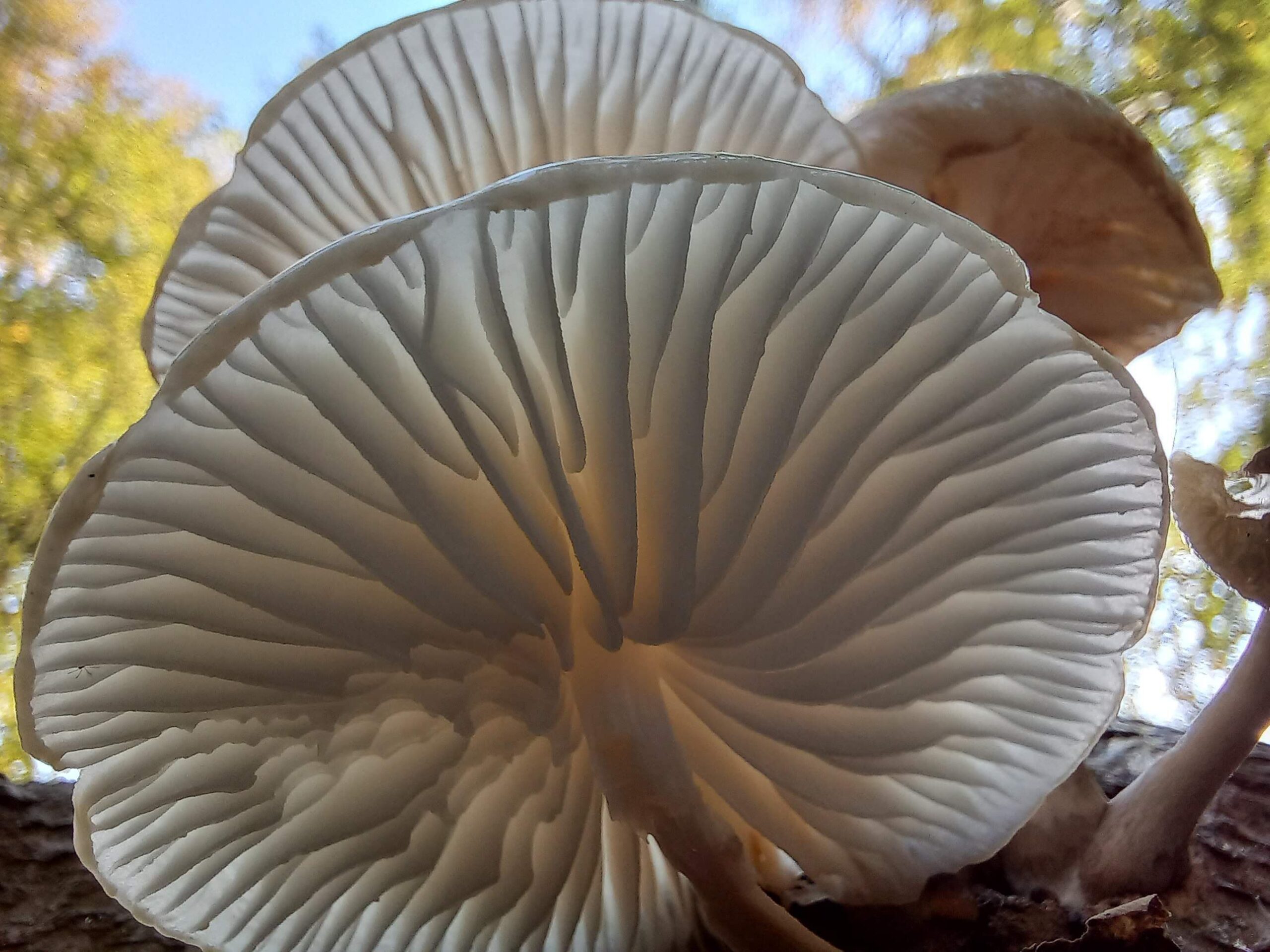 gombaismereti-tanfolyam-egerben-7